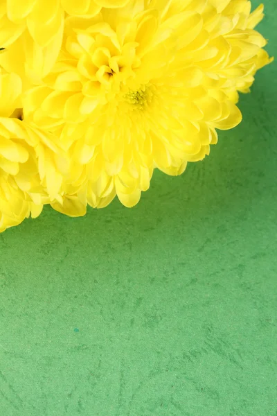 Желтые хризантемы — стоковое фото