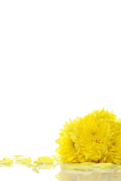 Žluté chryzantémy — Stock fotografie