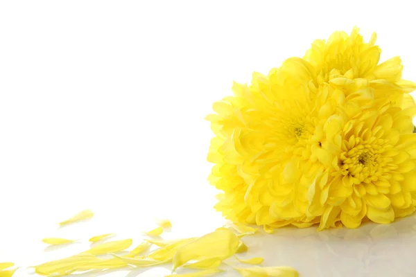 Crisantemos amarillos — Foto de Stock