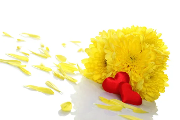 Желтые хризантемы с двумя красными сердцами — стоковое фото