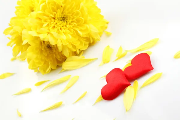 Gele chrysanten met twee rode harten — Stockfoto