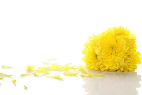 Crisantemi gialli — Foto Stock