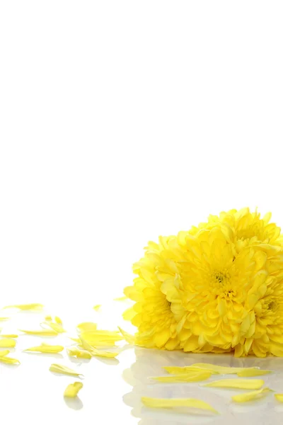 Crisântemos amarelos — Fotografia de Stock