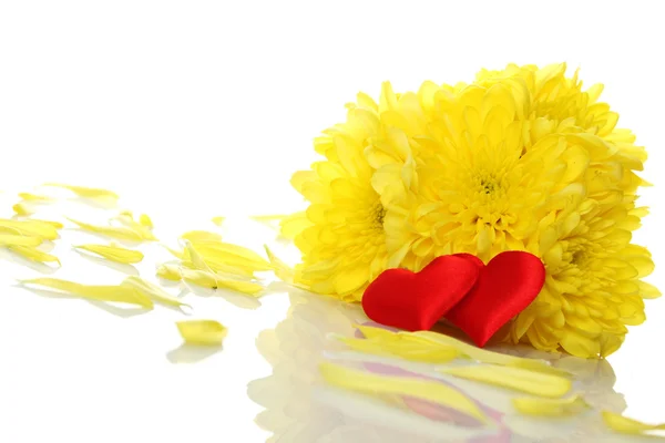 Жовті хризантеми з двома червоними серцями — стокове фото