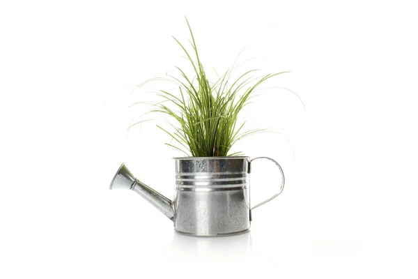 Drenken met een groene plant — Stockfoto