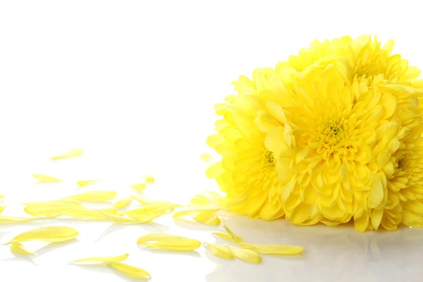Žluté chryzantémy — Stock fotografie