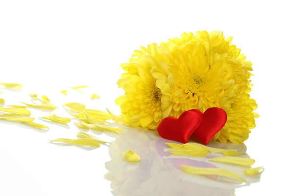 Crisantemi gialli con due cuori rossi — Foto Stock