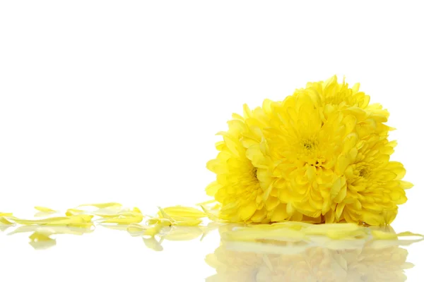 Crisantemi gialli — Foto Stock