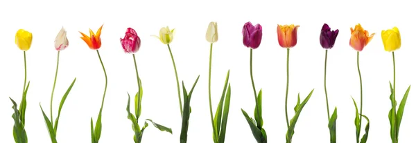 Tulipanes bastante aislados Imágenes de stock libres de derechos
