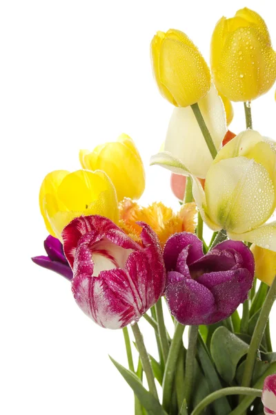 Tulipano con gocce d'acqua — Foto Stock