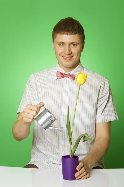 Parodia kochanek człowiek "nerd" pojenie tulipan — Zdjęcie stockowe