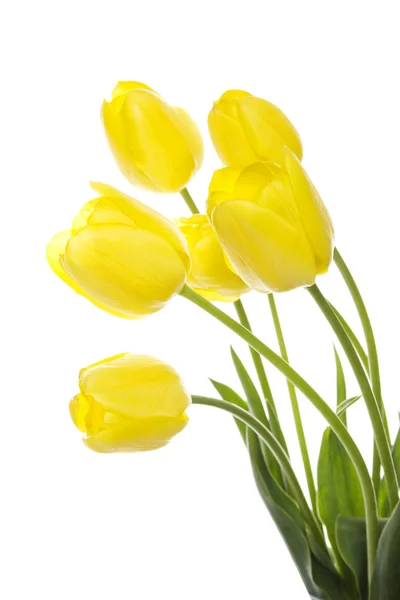 Boeket van gele tulpen — Stockfoto