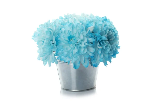 Crisantemos azules en un cubo —  Fotos de Stock