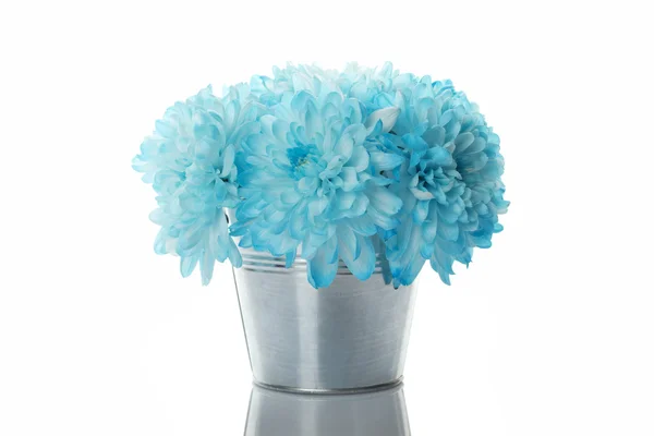 Blue chrysanthemums in a pail — Stock Photo, Image