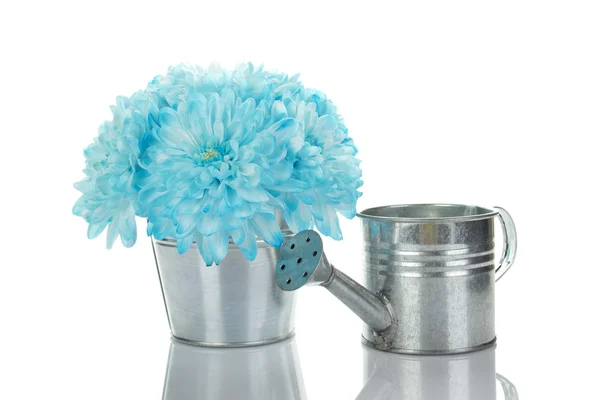 Crisantemi blu in un secchio — Foto Stock