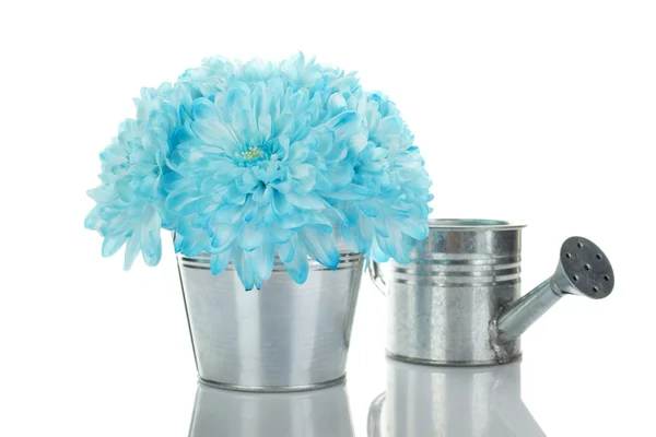 在一桶水蓝色菊花 — 图库照片