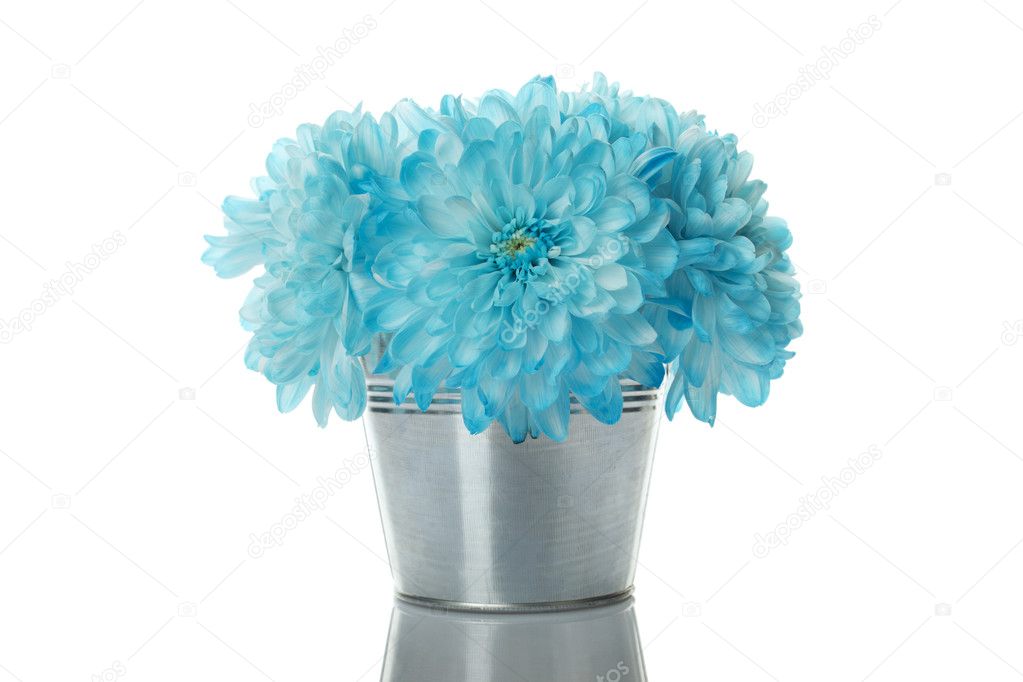 Blue chrysanthemums in a pail