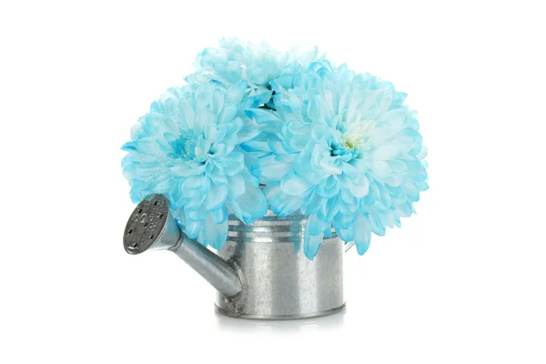 Regadera con flores azules — Foto de Stock