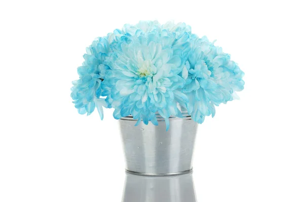 Синие хризантемы в ведре — стоковое фото