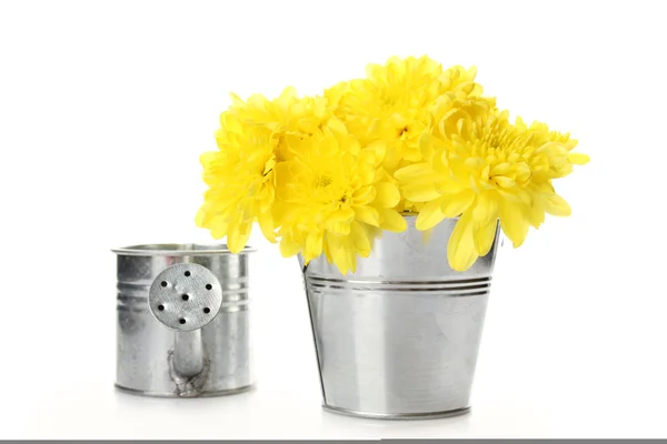 Crisântemos amarelos em um balde — Fotografia de Stock