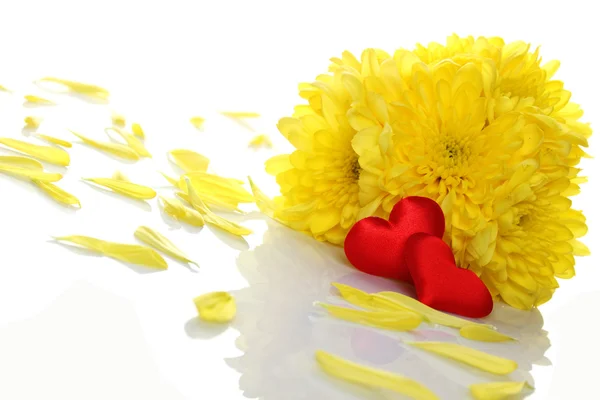 Жовті хризантеми з двома червоними серцями — стокове фото