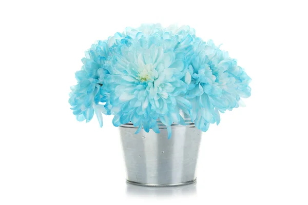 Modré chryzantémy ve — Stock fotografie