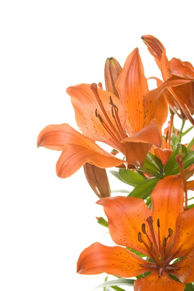 Tiger lily isolerade — Stockfoto