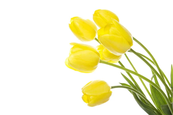 Sárga tulipáncsokor — Stock Fotó