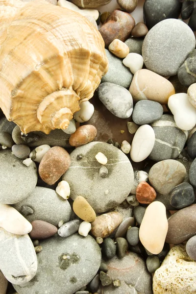 Achtergrond van rotsen en zeeschelpen — Stockfoto