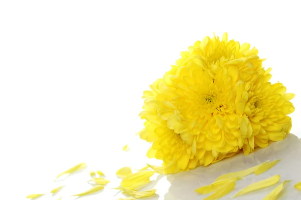 Bouquet of yellow chrysanthemums — Stock Photo, Image