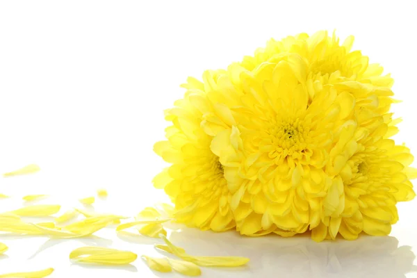 Bouquet of yellow chrysanthemums — Stock Photo, Image