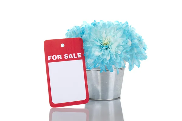 Crisantemos azules en un cubo para la venta — Foto de Stock