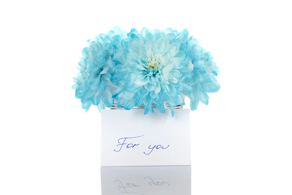 Блакитні хризантеми в паузі — стокове фото