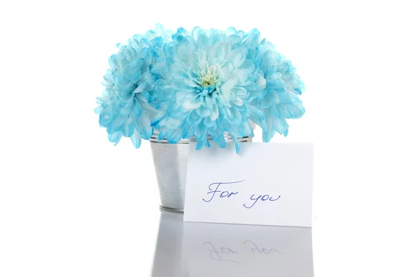 Chrysanthèmes bleus dans un seau — Photo