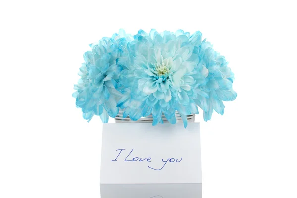Блакитні хризантеми в паузі — стокове фото