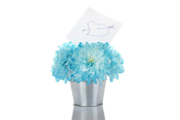 Crisantemi blu in un secchio — Foto Stock