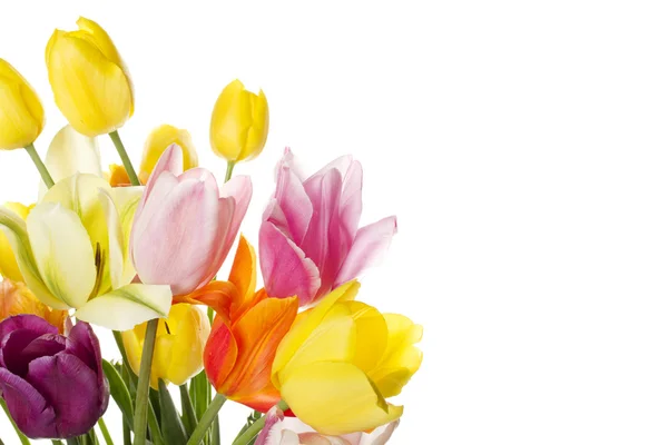 Tulipán s kapkami vody — Stock fotografie