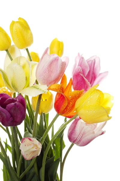 Tulipán con gotas de agua — Foto de Stock