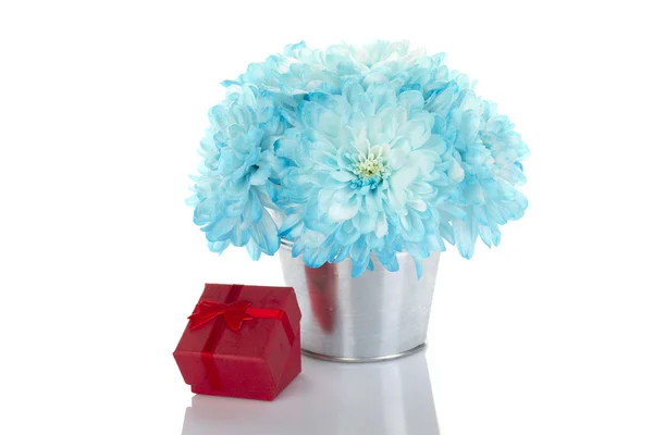 Crisantemos azules en un cubo — Foto de Stock