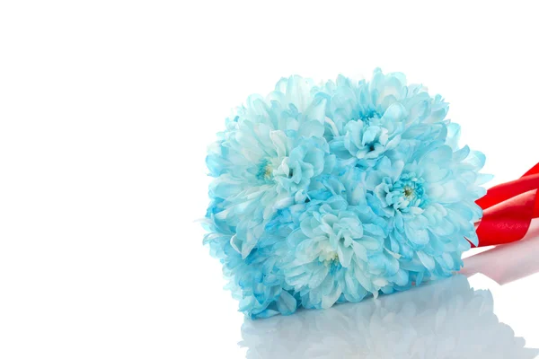 Crisantemos azules — Foto de Stock