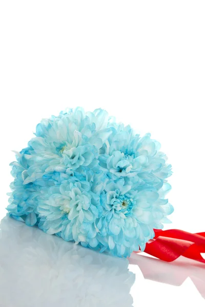 Синій хризантем — стокове фото