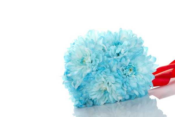 Crisantemi blu — Foto Stock