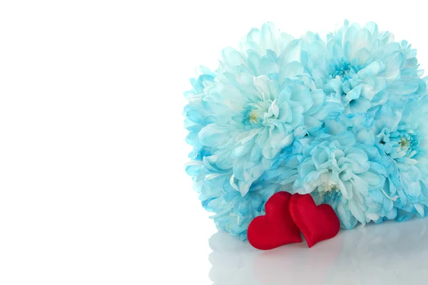 Blue chrysanthemums with two red hearts — Stock Photo, Image