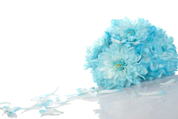 Chrysanthèmes bleus — Photo