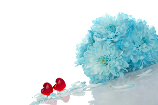 Синие хризантемы с двумя красными сердцами — стоковое фото