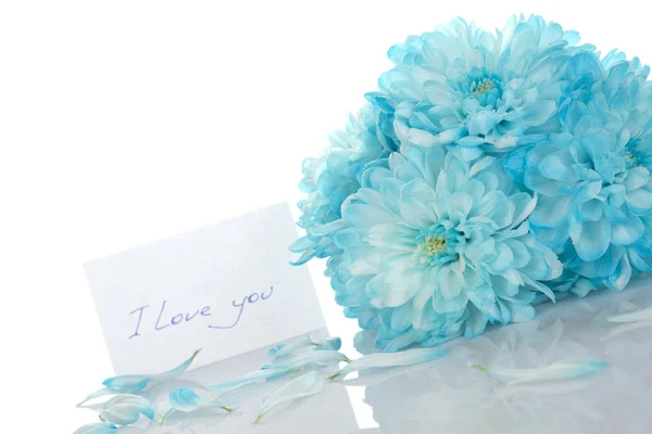 Blue chrysanthemums — Stock Photo, Image