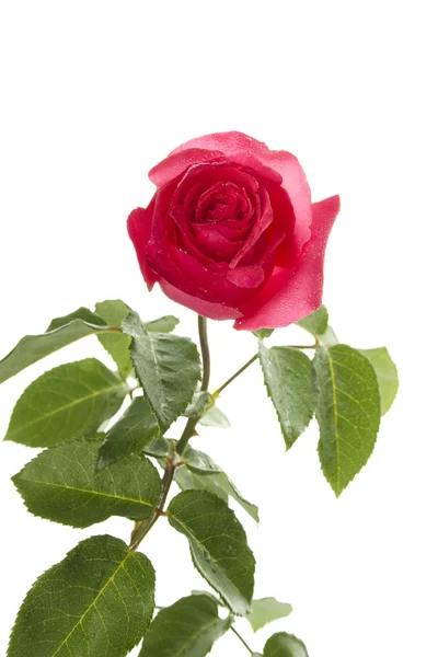 Rosa vermelha única — Fotografia de Stock