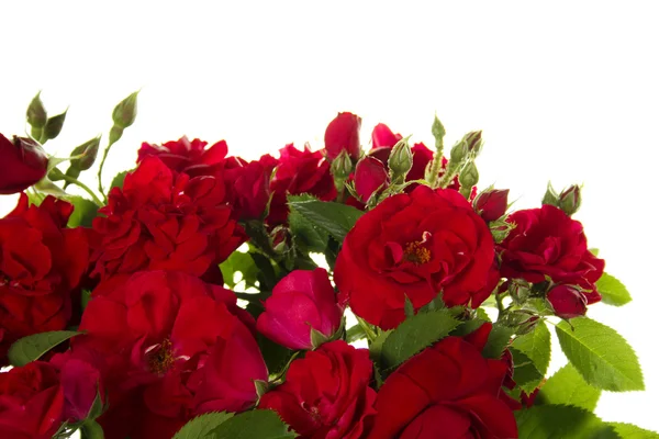 Rote Rosen — Stockfoto