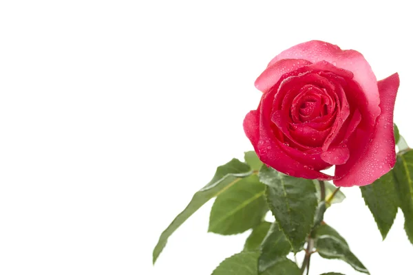 Ένα κόκκινο τριαντάφυλλο — Φωτογραφία Αρχείου