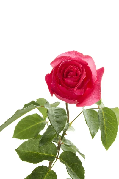 Single Red Rose Royalty Free Stock Photos